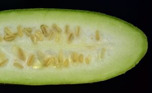 Semi di zucchine su un tavolo, evidenziando i potenziali rischi e consigli per la salute.